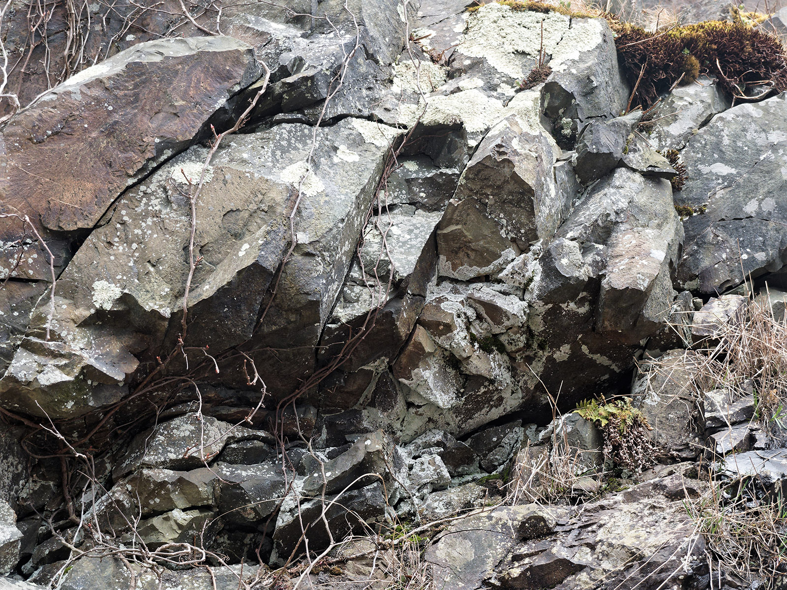 Columnar metabasalt from Catoctin Formation with lichen.  Indian Run road cut on Skyline Drive.